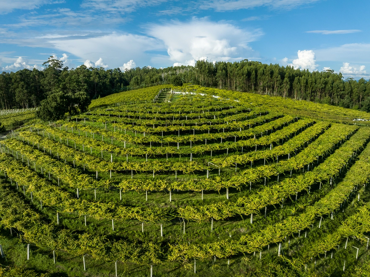 Viñedos en la ciudad española del vino Cambados