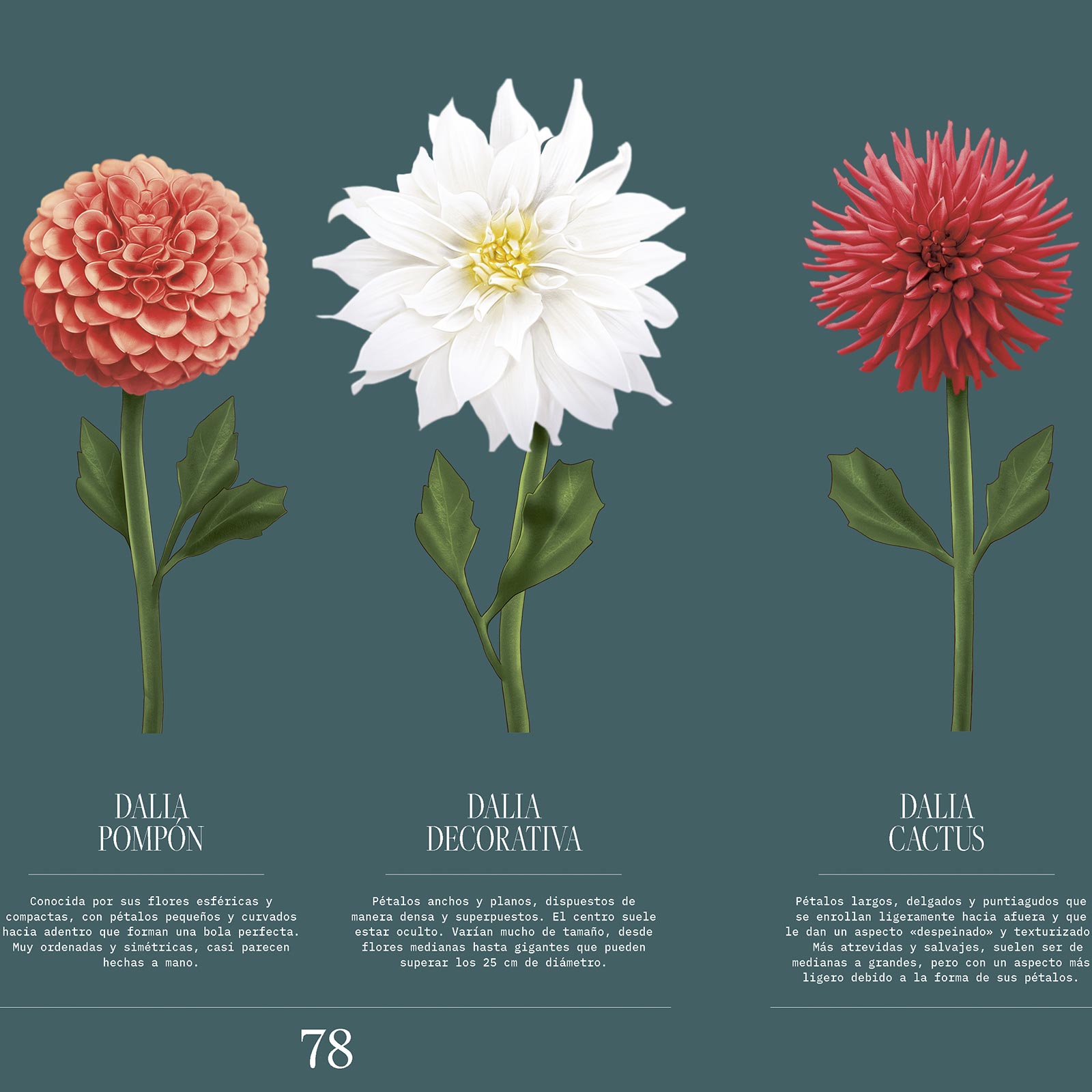Ilustraciones Floripedia