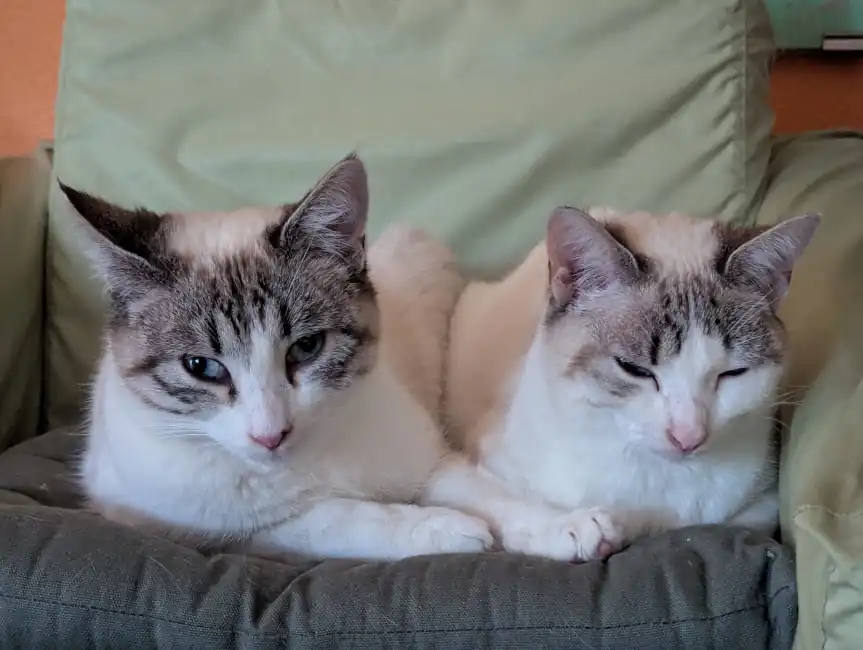 Dos de mis compañeros